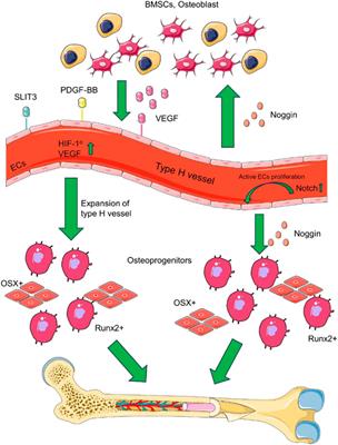 Research progress of vascularization strategies of tissue-engineered bone